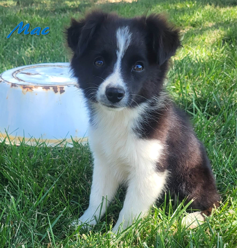 Available Puppies - Flyin' D Ranch Aussies